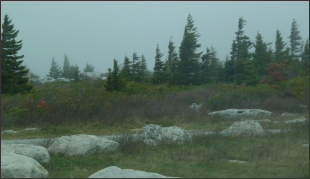 Picture of wind swept Dolly Sods
